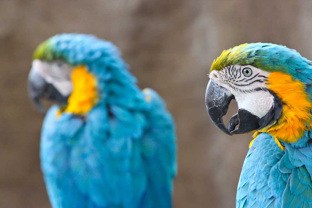 Santa Barbara Zoo macaws